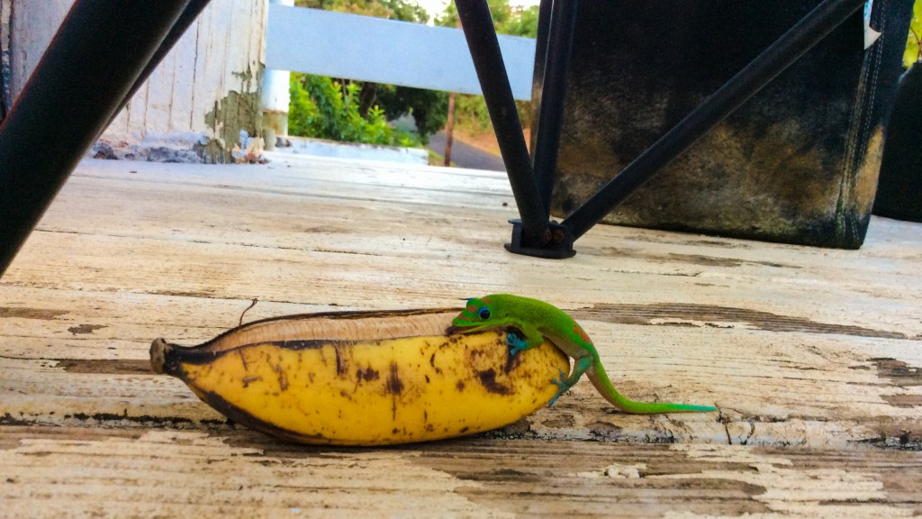 Oahu_Hawaii_2015-0566