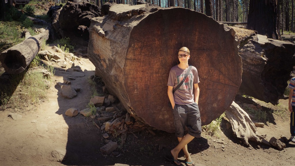 Redwood tree, Mariposa Grove