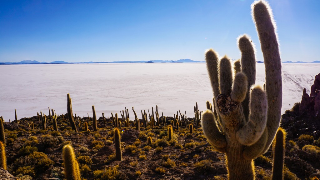 Isla incahuasi Salar de Uyuni