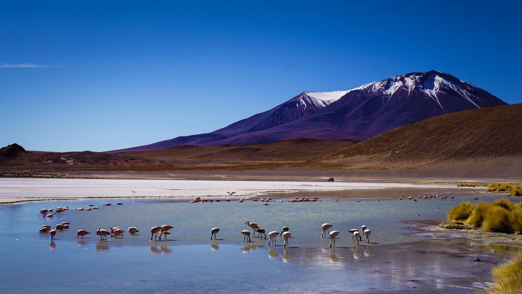 Salar de Uyuni Flamingos