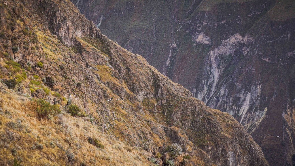 colca_2015-03227