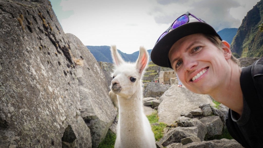 Lama Machu Picchu