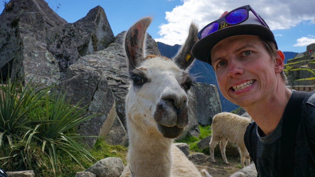 Lama in Love