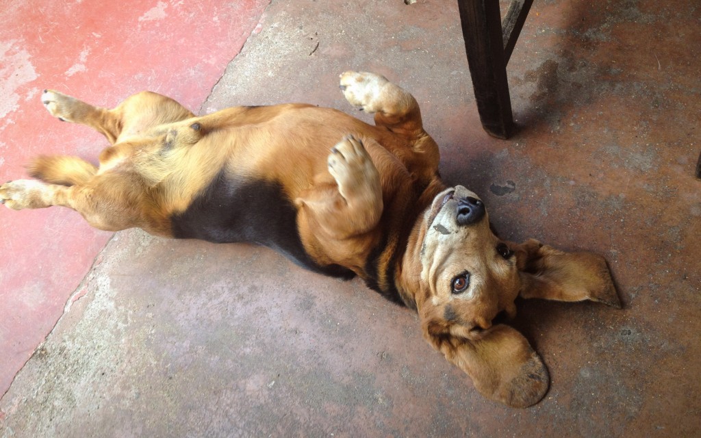 Kolumbien, Hund