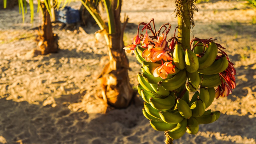 Roatan Bananenstaude