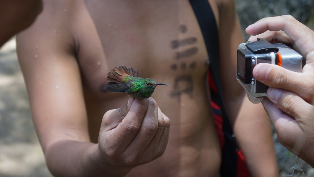 Semuc Champey, Kolibri