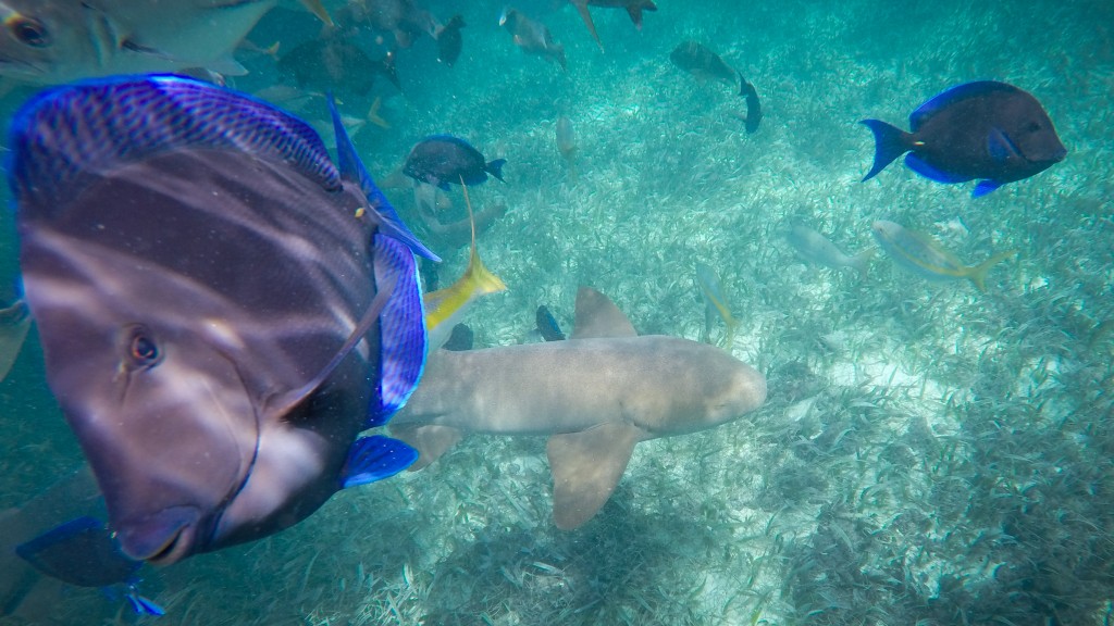 Snorkeling Caye Caulker Sharks