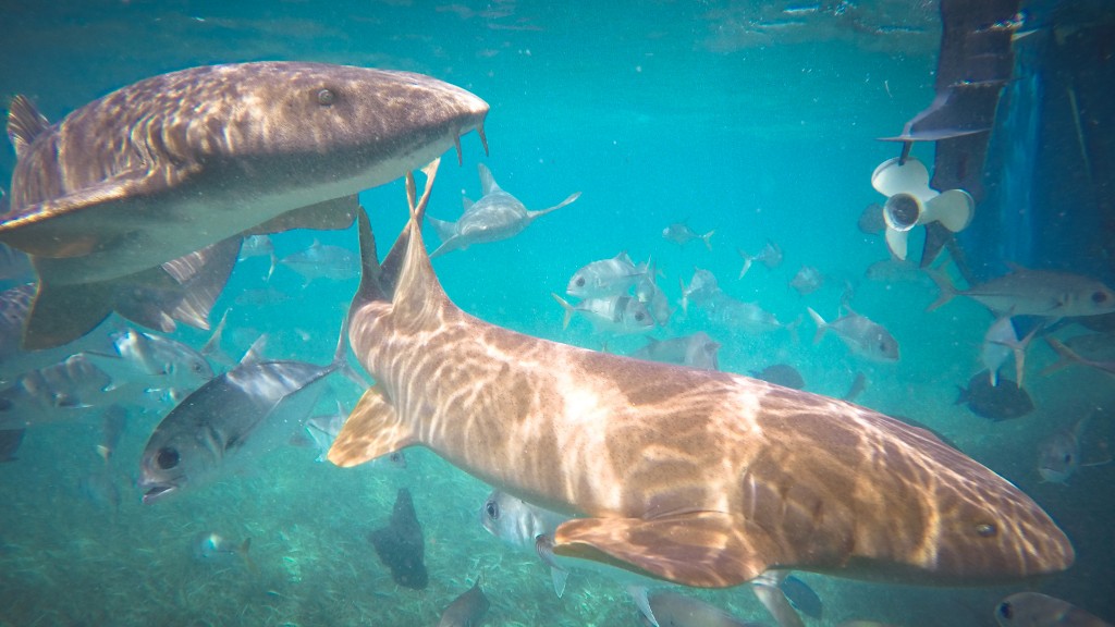 Schnorcheln Caye Caulker