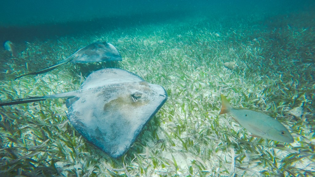 Snorkeling Caye Caulker Rays