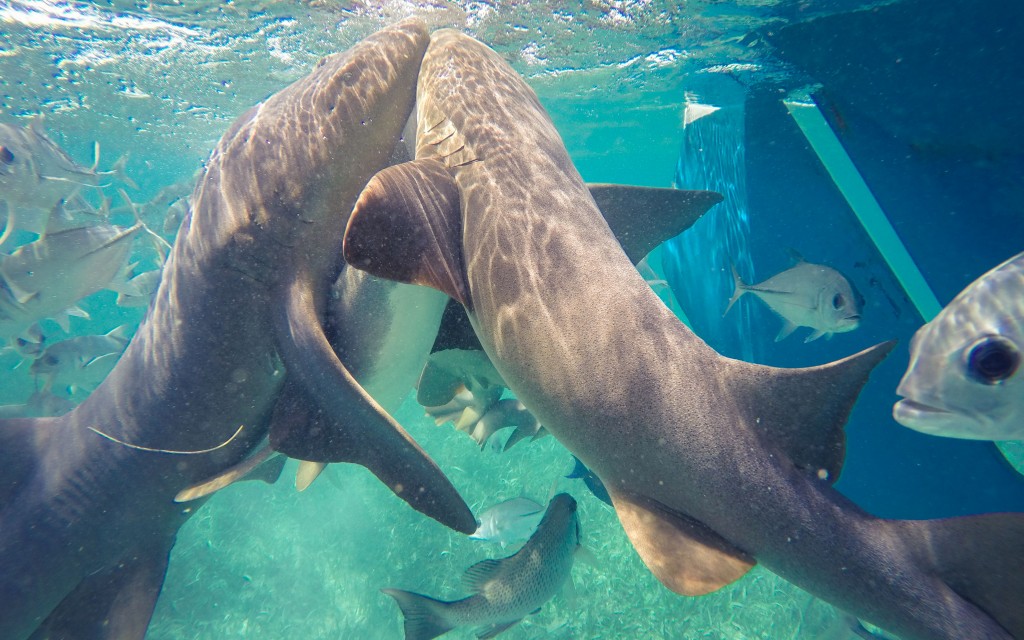 Snorkeling Caye Caulker Sharks