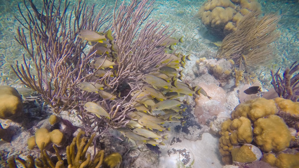 Snorkeling Caye Caulker