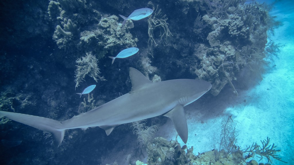 Diving Caye Caulker