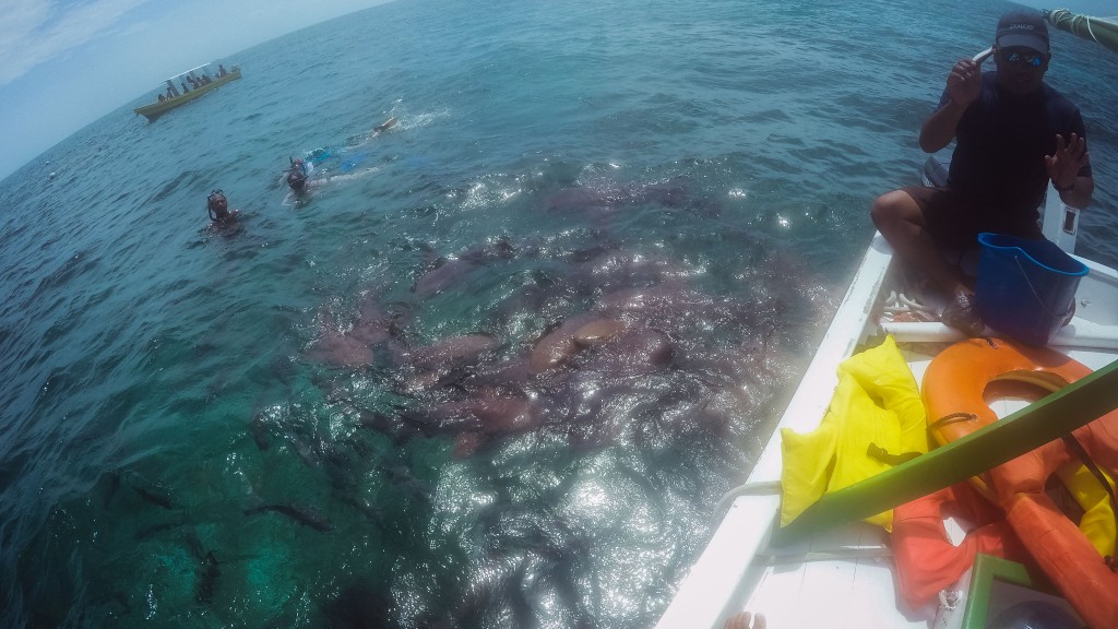 Caye Caulker Schnorcheln mit Haien