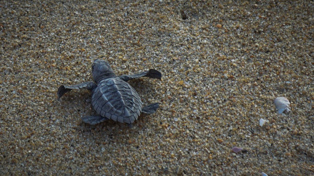 Puerto Escondido, Schildkröte