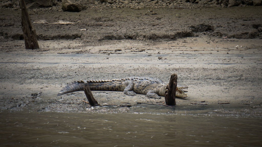 Cañón del Sumidero, Krokodil