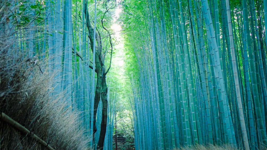 Arashiyama Forest, Kyoto